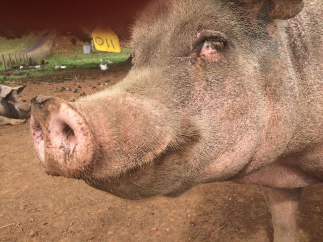 l-ptNSXLrHBsF4ZkyPgPm_IN2_IuyMH320Yy8GH70Tw-2048x1536