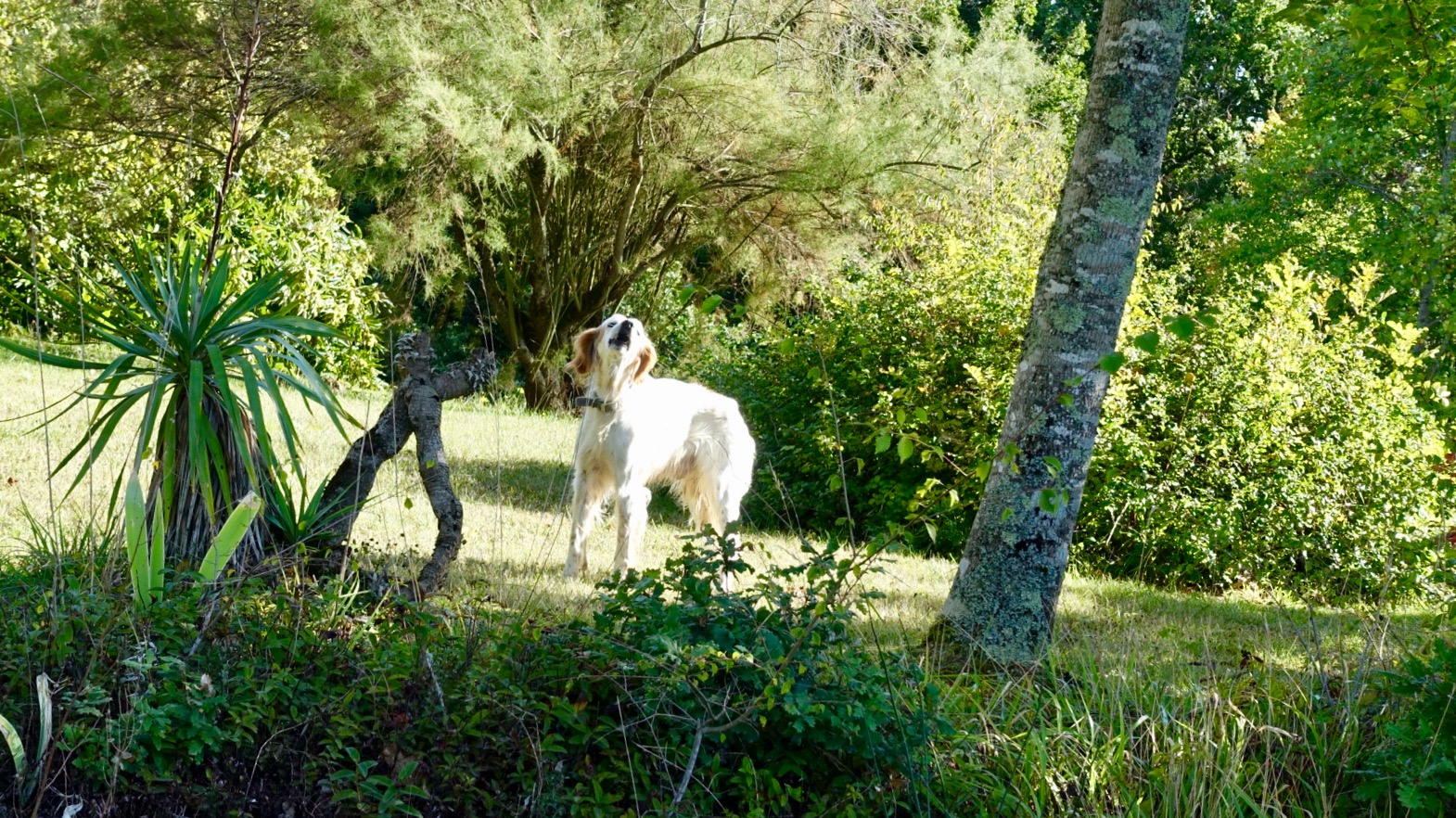 35A18290-60C1-4827-95B2-78F7950729CB