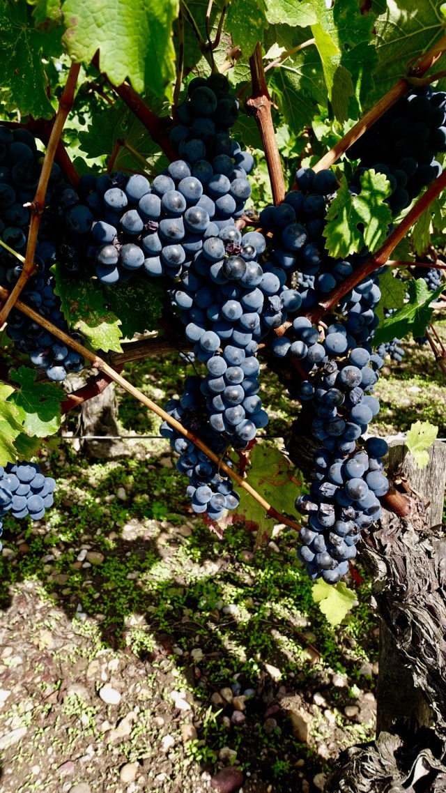 993BCA00-1CD5-433D-98F4-6F81715EA7B4