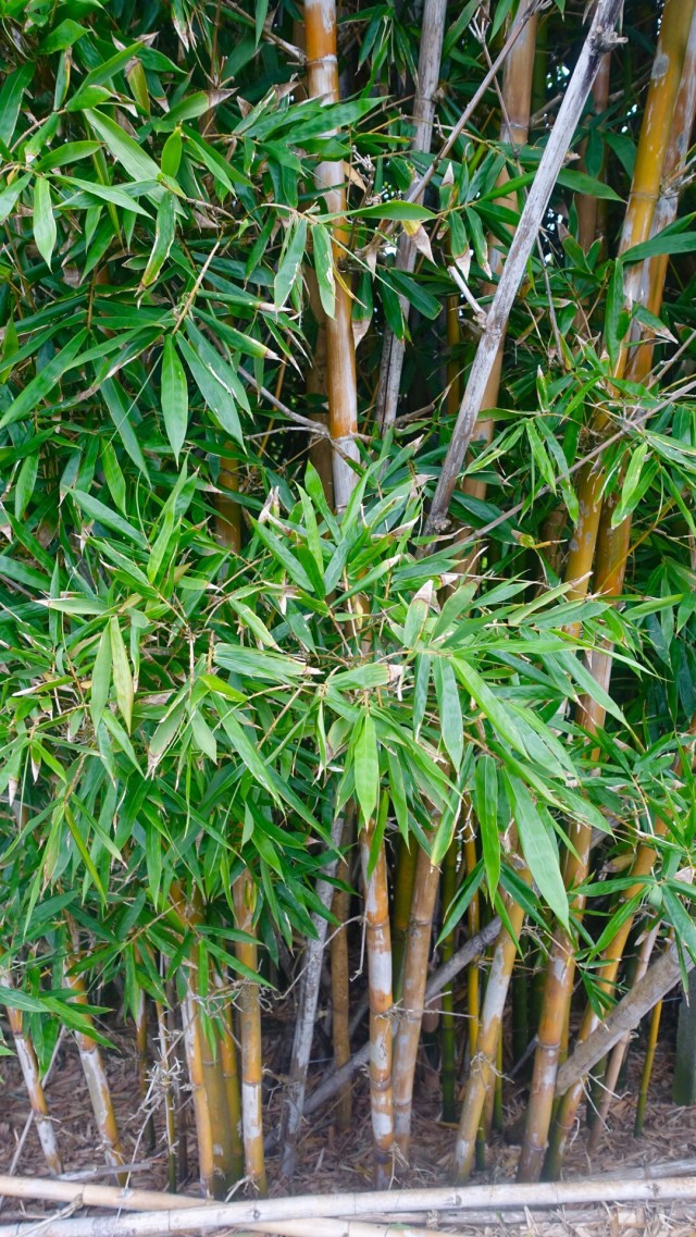 C62FE285-1E74-416D-8C86-D893D698EF6D