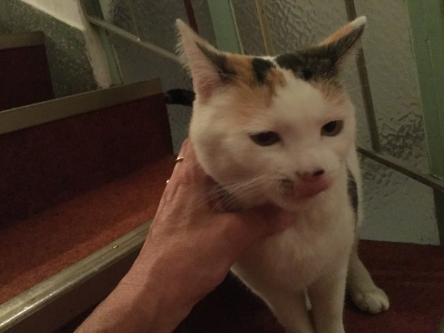 73CE7F25-228D-48AE-950D-DA26F09A1753