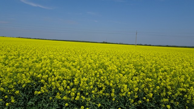 D93A927F-C0D5-4082-8DF7-D716308A4C3B