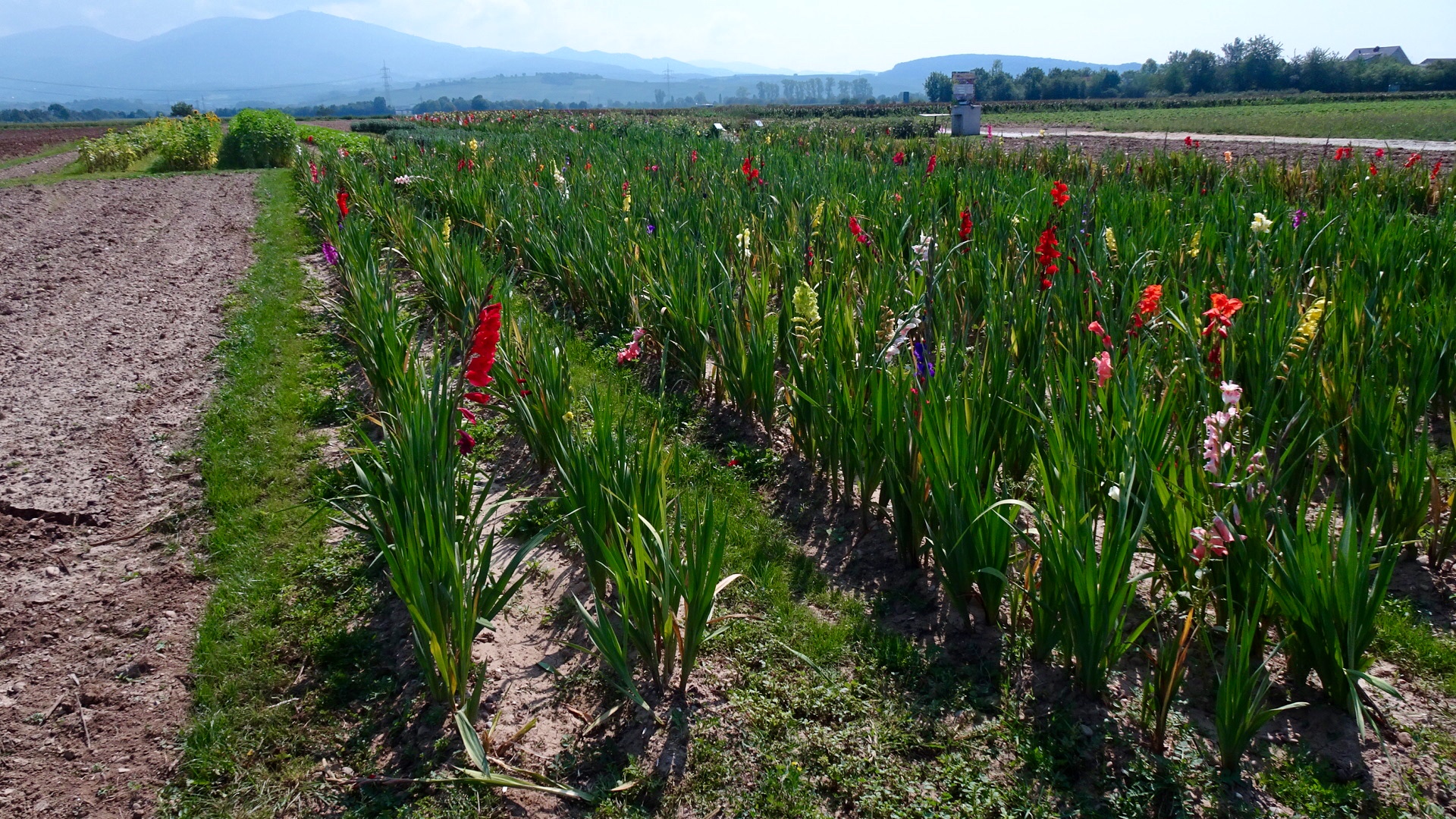 219DF492-1CB0-4B40-BA8C-D0D770EE325E