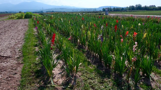 219DF492-1CB0-4B40-BA8C-D0D770EE325E