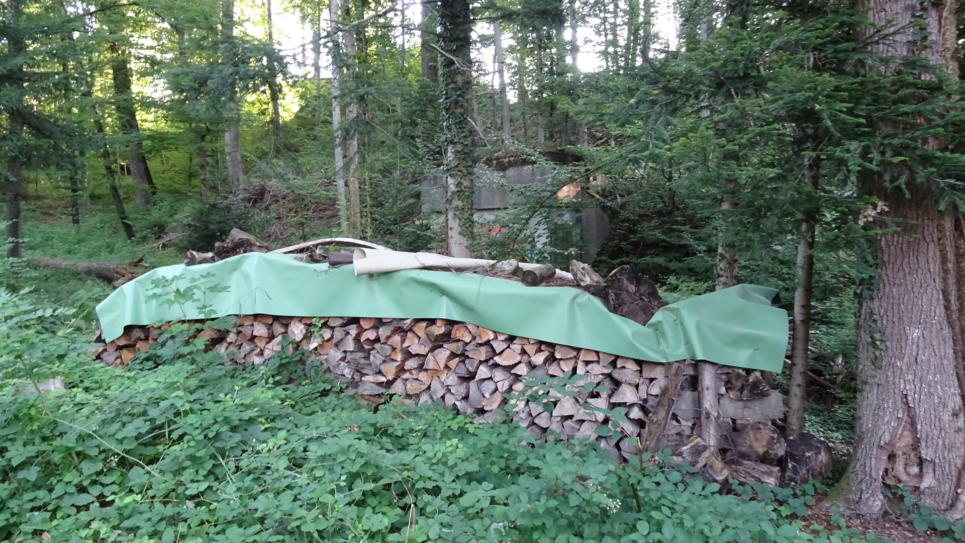 5A7D42CE-D7A7-4C8A-A030-31C1566A18C7