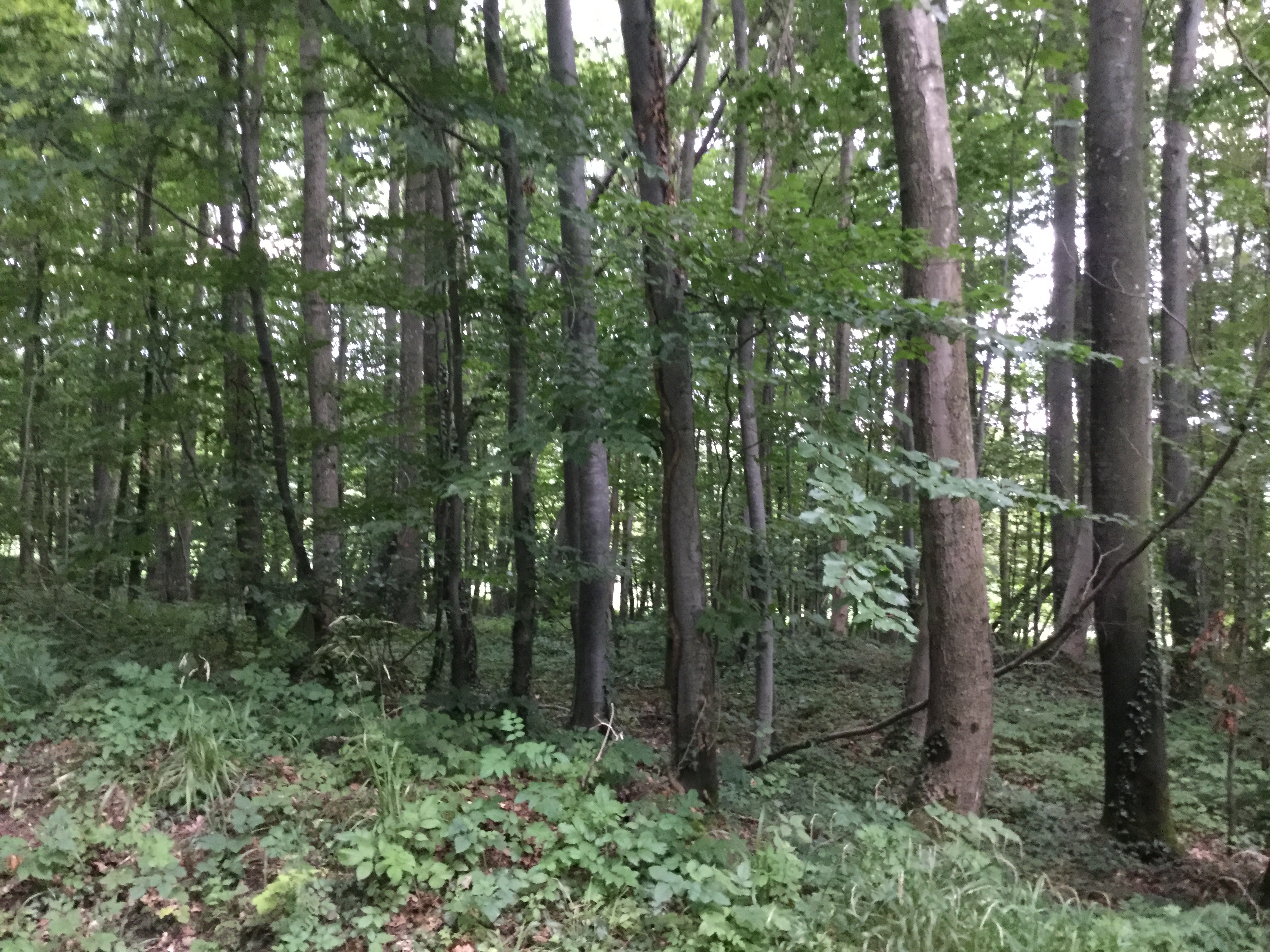 5BF88D16-E971-4E18-8D2F-48B726588656